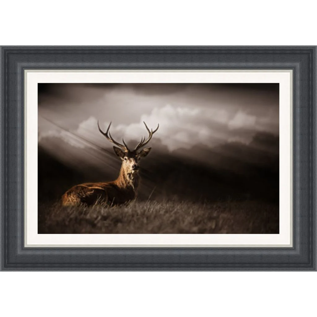 Deer Bathed in Sunrays Framed Picture by Artsource